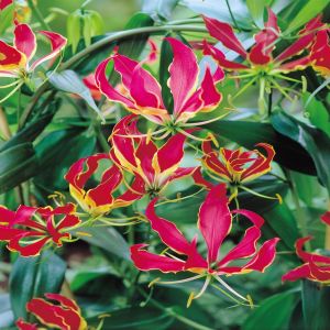 Gloriosa superba Rothschildiana, Lys