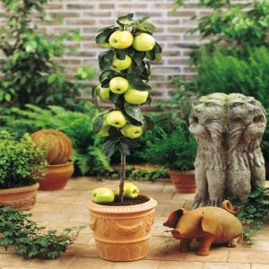 Pommier Nain Yellow Spur