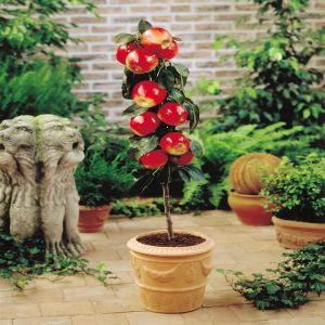 Pommier Nain Red Spur Délicious
