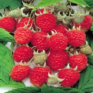 Rubus idaeus Aroma Queen 17 cm pot