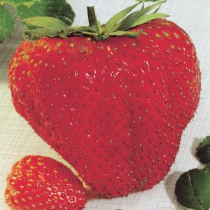 Fraise Géante Maxi Fructa x 3