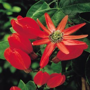 Passiflora /Passiflore red