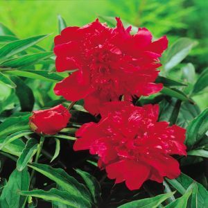 Paeonia double flowering Red