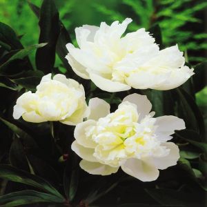 Paeonia/Pivoine lactiflora blanche