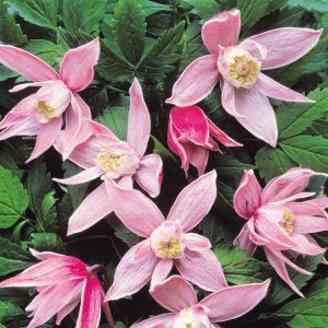 Clematis alpine Ruby