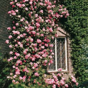 Rose Grimpante Coral Dawn