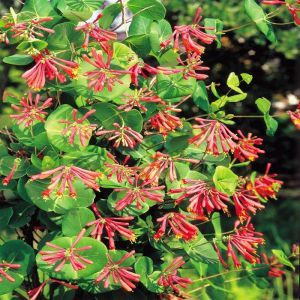 Chèvrefeuille Lonicera Rouge