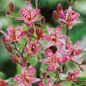 Tricyrtis formosana