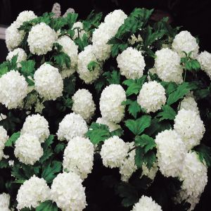 Viburnum Opulus/ Boule de Neige