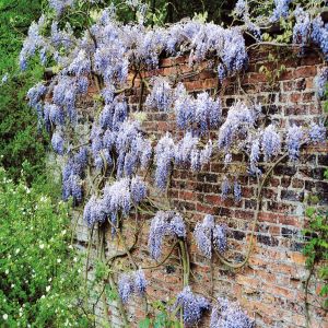 Glycine sinensis Pluie Bleutée