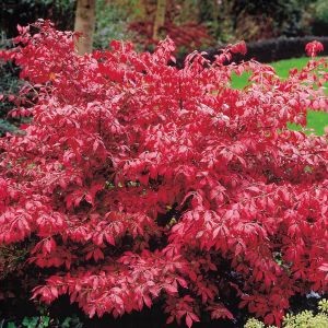 Euonymus alatus Burning bush P9