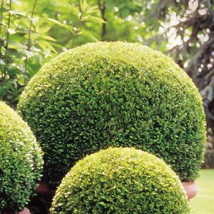 Buxus Bol 40cm.