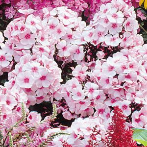 Phlox paniculata Bright Eyes x 3