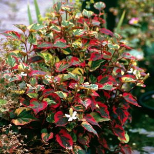 Houttuynia cordata Chaméléon