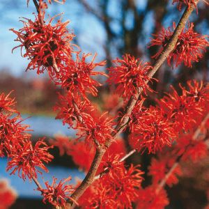 Hamamelis x intermedia Diane Witch Hazel
