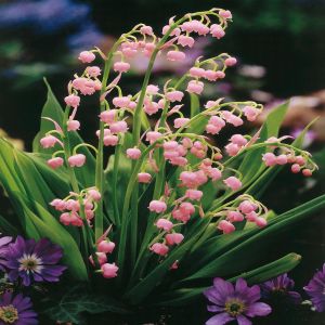 Muguet rose /Convallaria majalis x 5