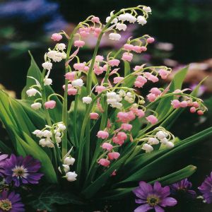 Muguet Combi,/Convallaria majalis x 10