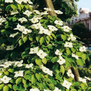Cornus florida white/Cornouiller blanc