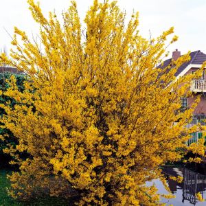 Forsythia x intermedia Spectabilis 9 cm