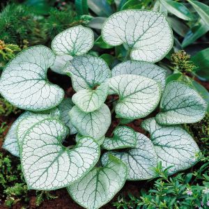 Brunnera macrophylla Jack Frost