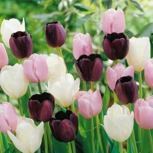 Tulipe Tricolore Collection x 30