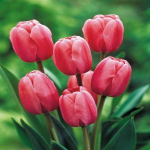 Tulipe Darwin Hybride  Impression Rose x 10