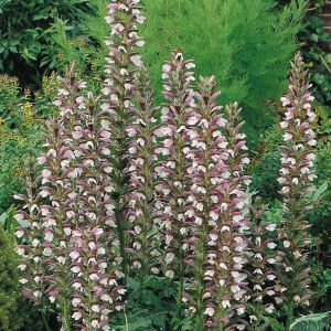 Acanthus mollis/Acanthe molle