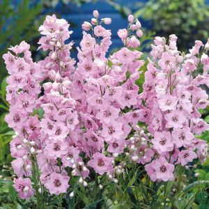 Delphinium hybride Pacific x 3