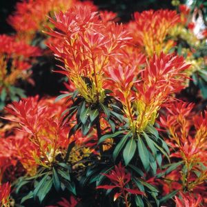 Pieris Forest Flame 9 cm