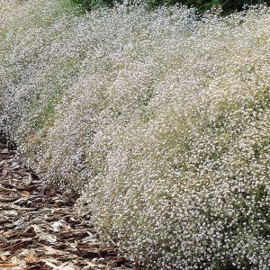 Gypsophila paniculata blanc x 3