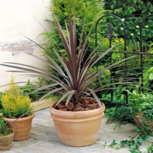 Cordyline australis Red Star/Australe