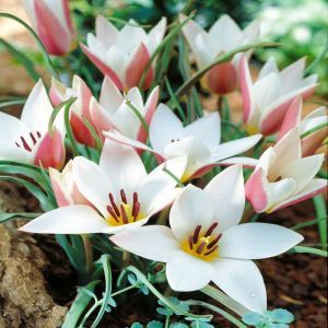 Tulipe Clusiana Lady Jane x 10