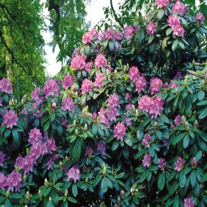 Rhododendron Catawbiense bleu