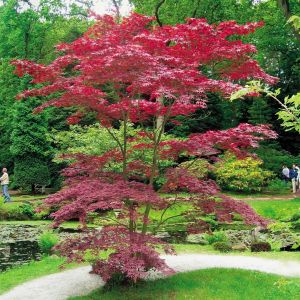 Acer atropurpurea Erable 9 cm