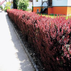 Berberis thunbergii Atropurpurea Nana 9