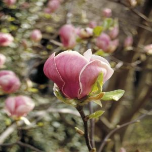 Magnolia soulangeana Burgundy Glow