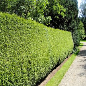 Haie de Thuja Brabant