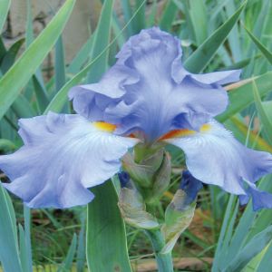 Iris germanica bleu Métal
