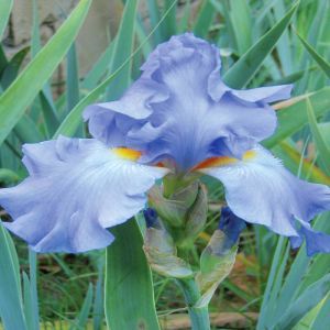 Iris germanica bleu Métal