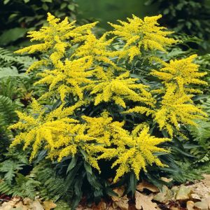 Solidago virgaurea Goldenrod x 3