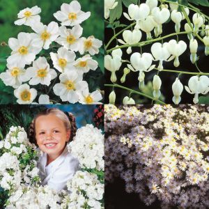 Jardin Fleuri de blanc Pur x 10