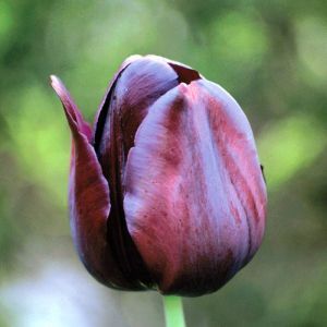 Tulipe Simple Tardive Queen Of The Night x 10