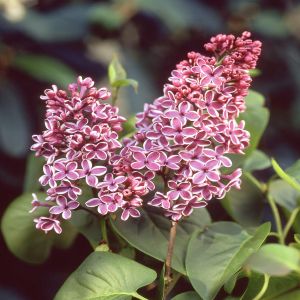 Syringa vulgaris Sensation rose
