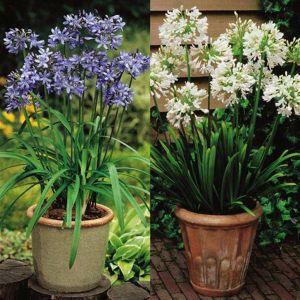 Agapanthus Combi /Agaphante x 2
