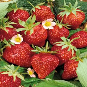 Fraisier Ostara 7cm Pot x 5