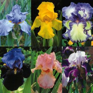 Iris barbatus coll. 6 varietiés