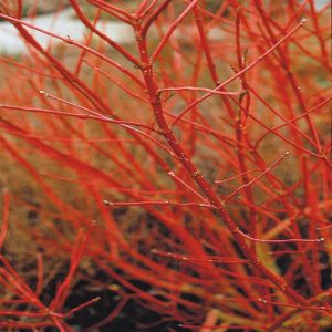 Cornus alba Sibirica Variegata/