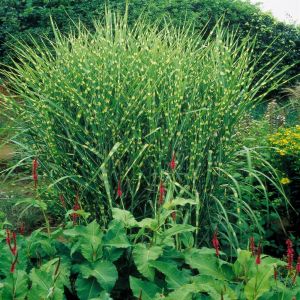 Miscanthus sinensis Zebrinus