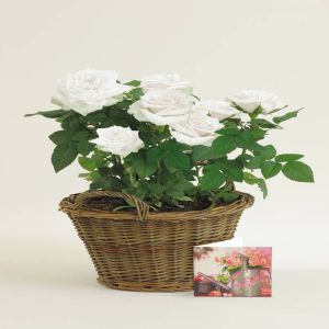 Rose blanche pot plastique