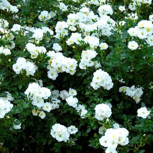 Rosier Couvre sol Swany